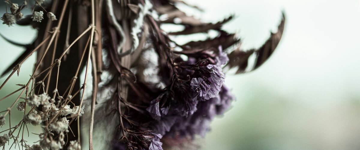 A bunch of statice hung upside down to dry against a pale wall, its violet darkened but intact.