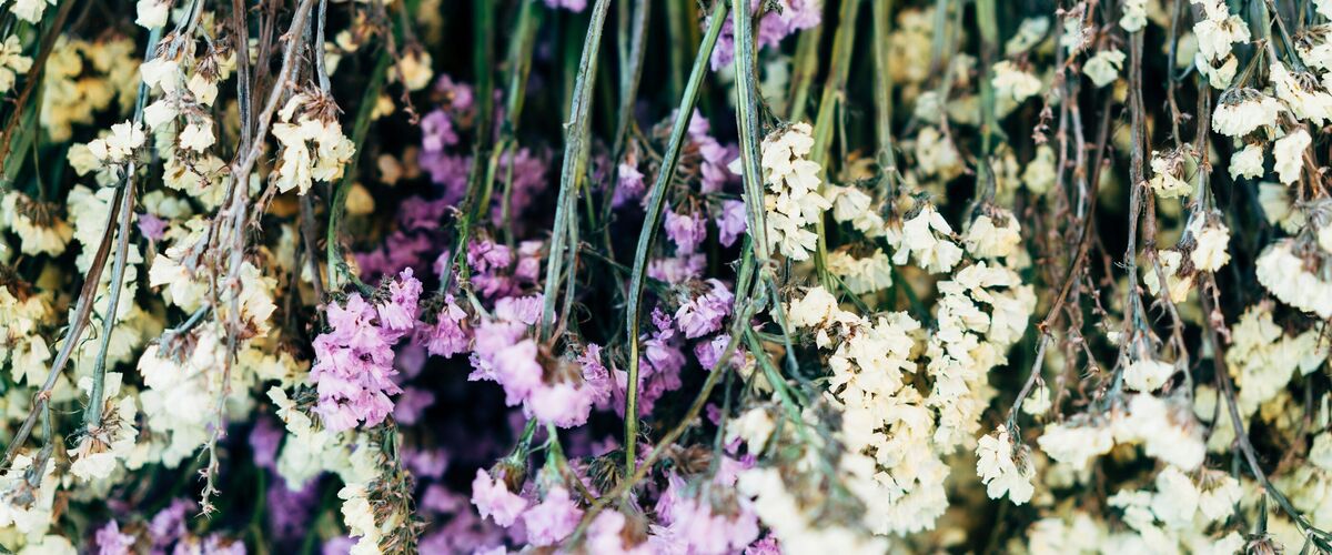 A dense curtain of dried statice hanging stem-up, cream and pink flowers still holding their colour.