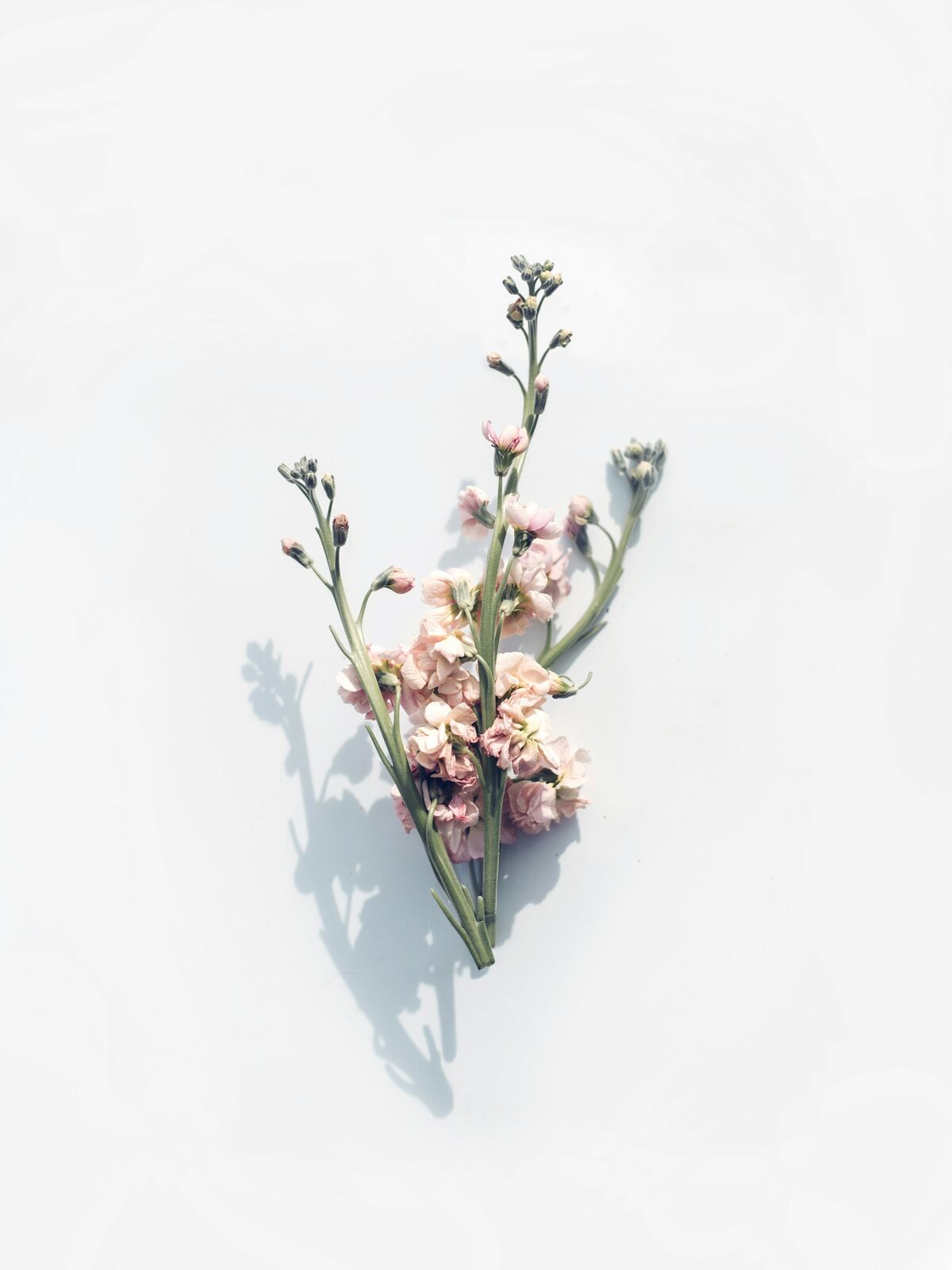 A dried sprig of statice on a white surface, casting a long soft shadow.